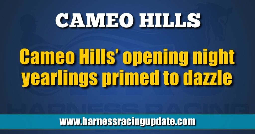 Cameo Hills’ opening night yearlings primed to dazzle