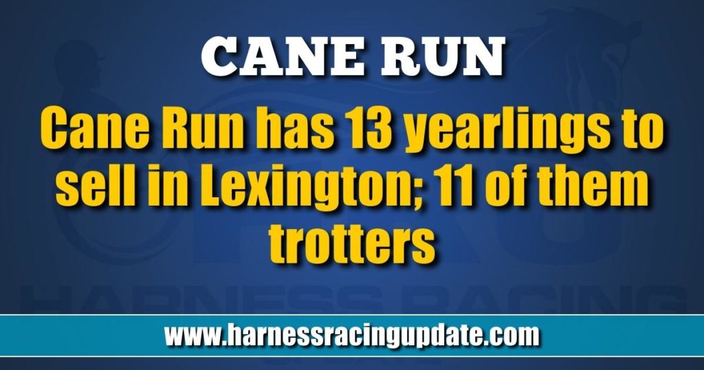 Cane Run has 13 yearlings to sell in Lexington; 11 of them trotters