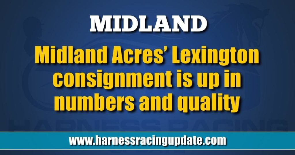 Midland Acres’ Lexington consignment is up in numbers and quality