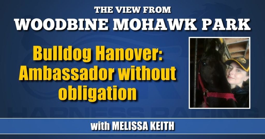 Bulldog Hanover: Ambassador without obligation