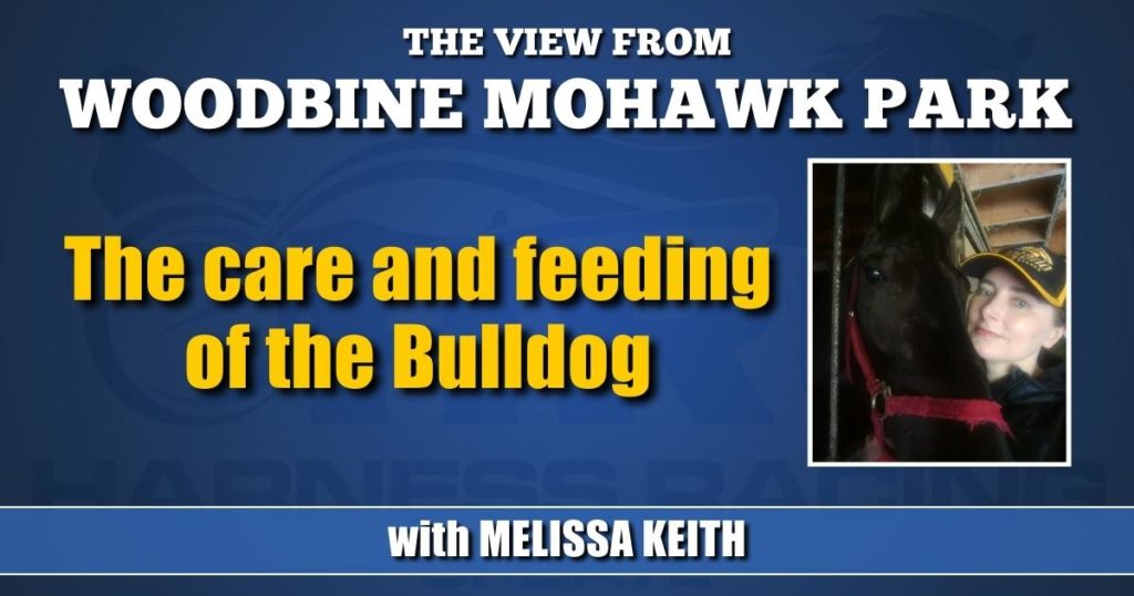 The care and feeding of the Bulldog