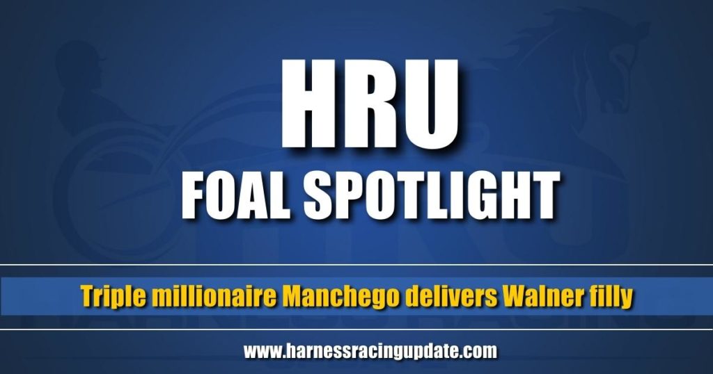 Triple millionaire Manchego delivers Walner filly Triple millionaire Manchego delivers Walner filly