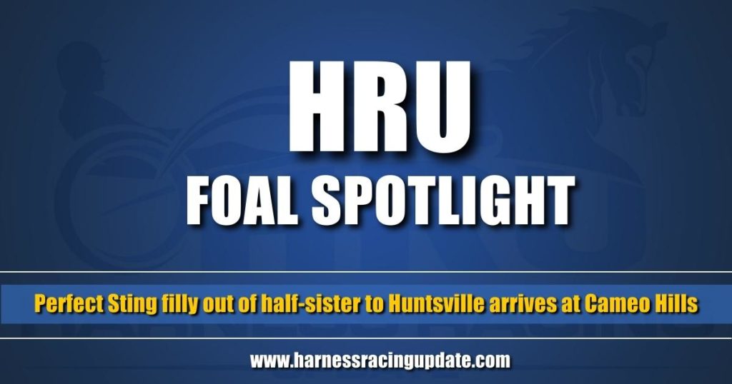 Perfect Sting filly out of half-sister to Huntsville arrives at Cameo Hills white_check_mark eyes raised_hands Perfect Sting filly out of half-sister to Huntsville arrives at Cameo Hills white_check_mark eyes raised_hands