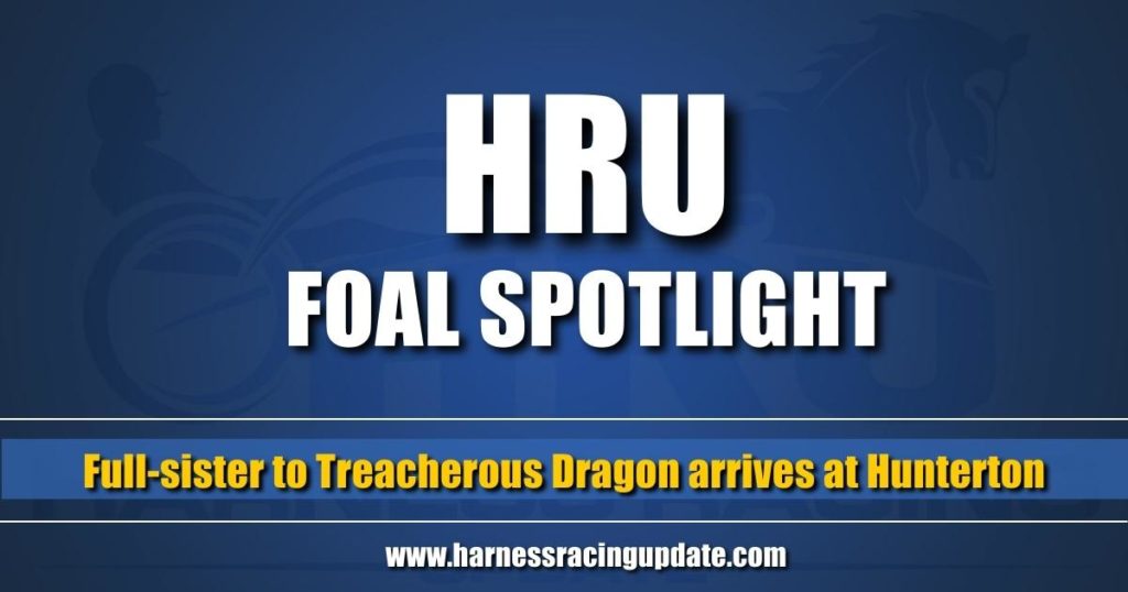 Full-sister to Treacherous Dragon arrives at Hunterton