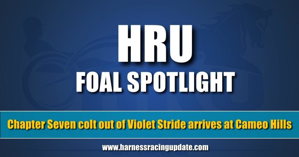 Chapter Seven colt out of Violet Stride arrives at Cameo Hills